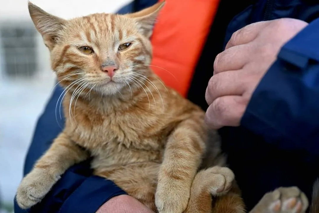 Gatita de Mataotero