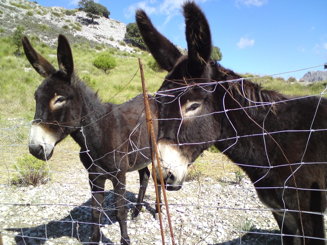 Burros de Villanofar