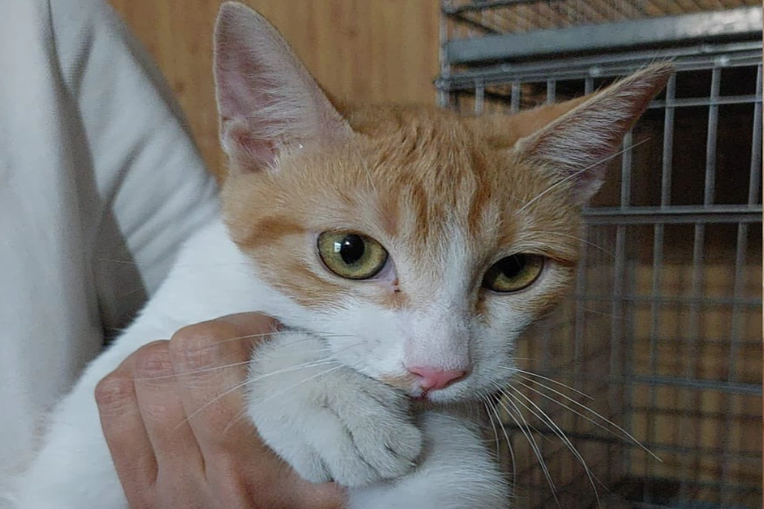 Gatita de Aeropuerto de Valladolid