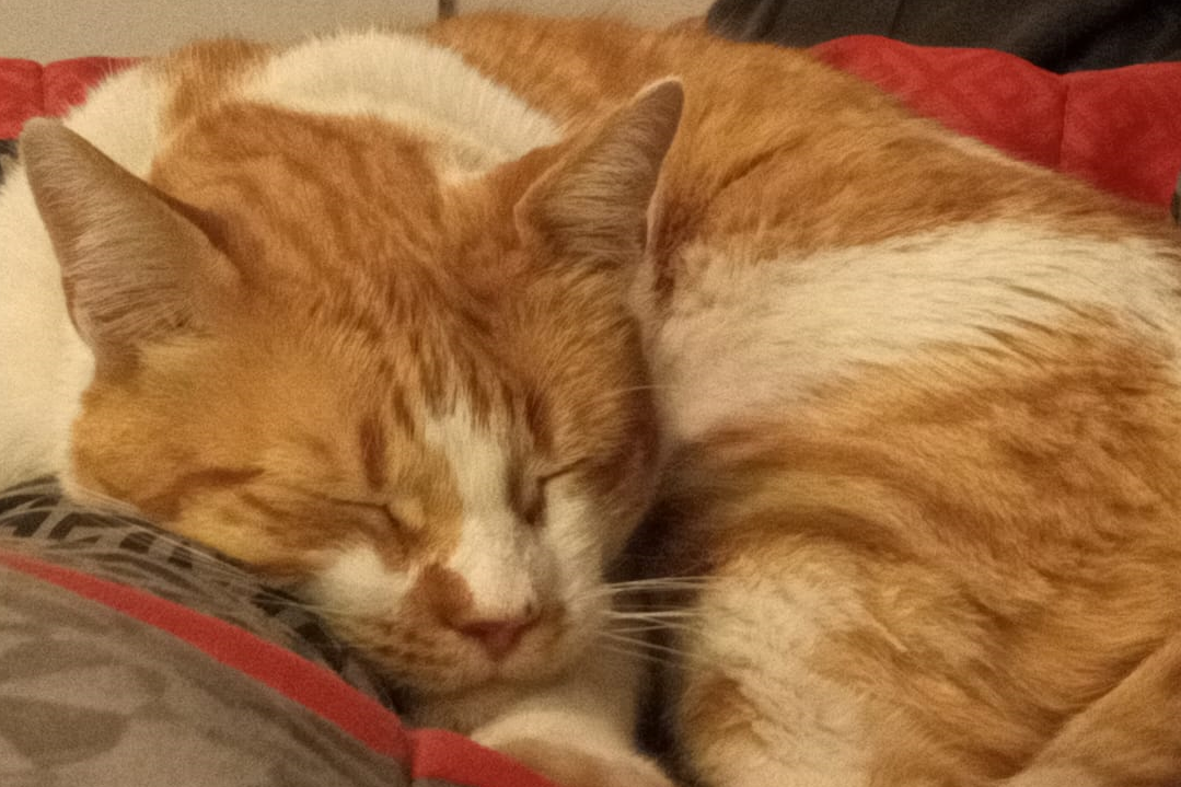 Gato dormido de Piedrasalvas