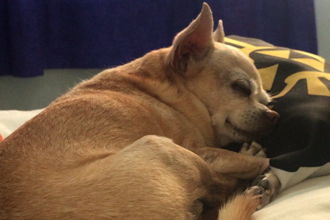 Perrito dormido de San Miguel de Escalada