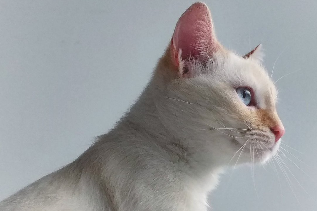 Gato blanco de San Román de la Vega