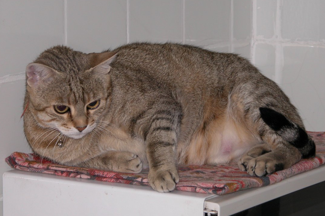 Gata en casa en Secarejo