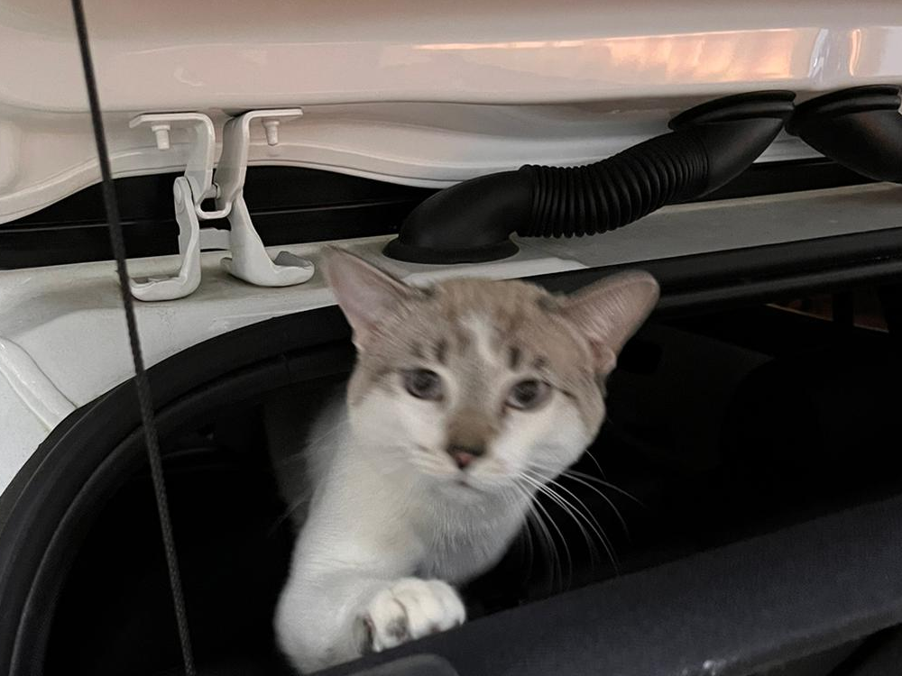 Gatito en coche Tabanedo