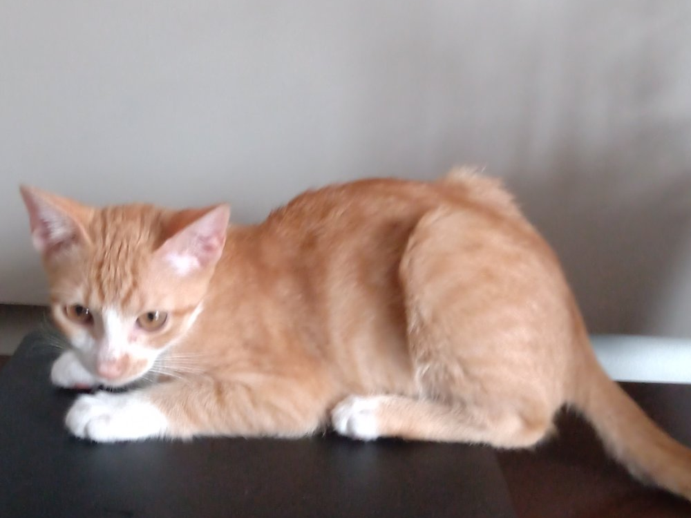 Gatita de lado Aeropuerto de León