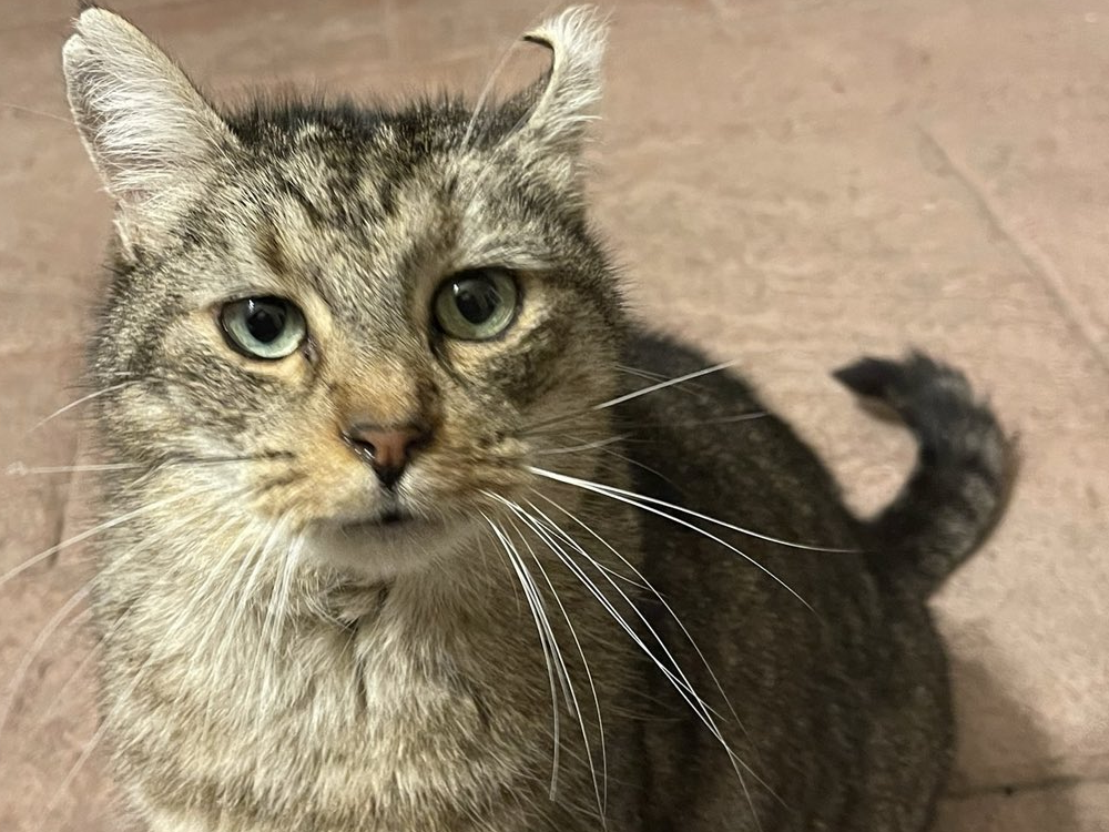 Gato orejas Zamora