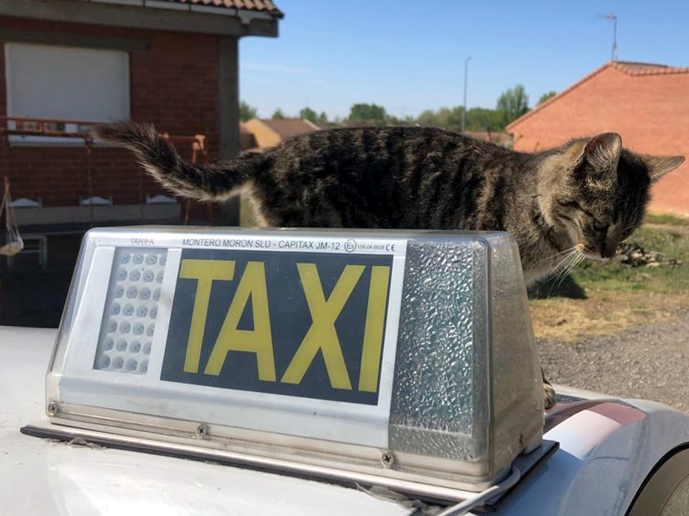 Gatos sobre techo Taranilla